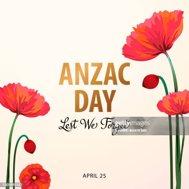 ilustraciones, imágenes clip art, dibujos animados e iconos de stock de amapolas del día de anzac - cultura australiana