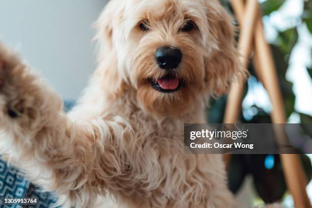 dog taking selfie at home - mundraum stock-fotos und bilder