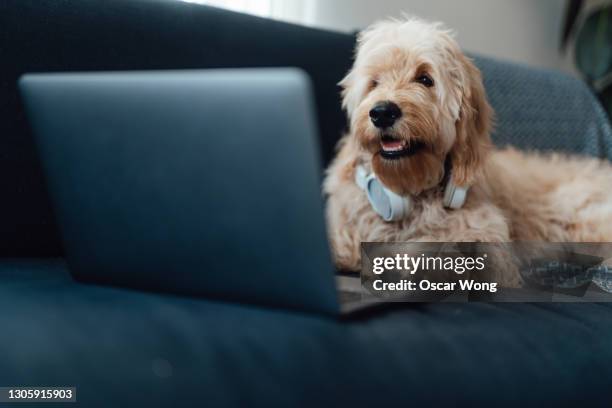 dog sitting and using computer on sofa at living room - webcam stock pictures, royalty-free photos & images