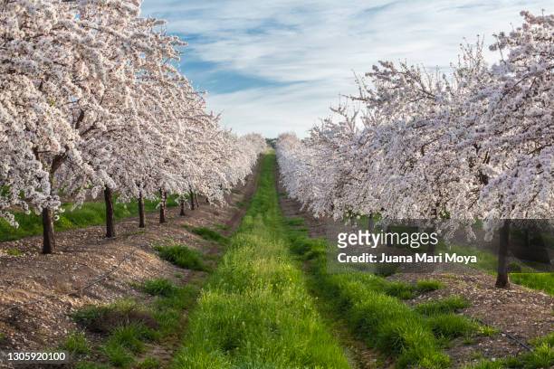 almond blossom field in february.  province of jaén, andalusia, spain - almond orchard ストックフォトと画像