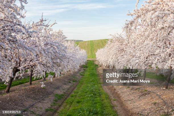 almond blossom field in february.  province of jaén, andalusia, spain - almonds foto e immagini stock