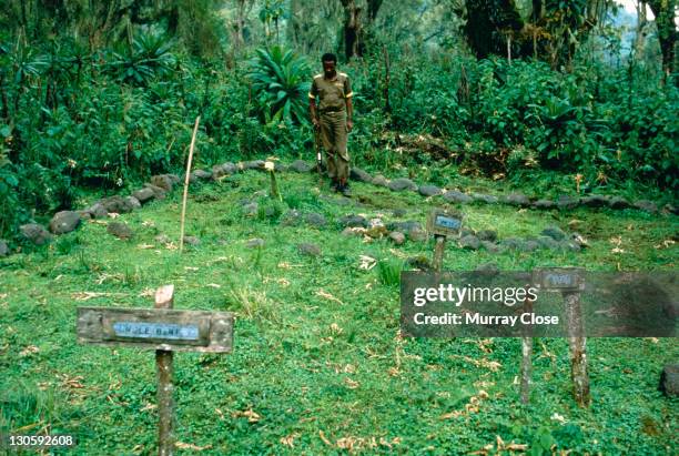 The graveyard where naturalist Dian Fossey and several of her beloved gorillas are buried, at the Karisoke Mountain Gorilla Research Centre in...