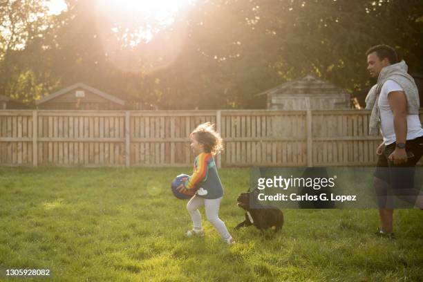 a toddler wearing a colourful top holds a football and runs alongside her father and dog in a sunny day in a public play park in edinburgh - goldene stunde stock-fotos und bilder