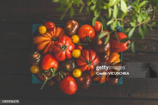 various ripe colorful organic tomatoes in blue wooden box on dark rustic background. top view. - food photography dark background blue stock pictures, royalty-free photos & images