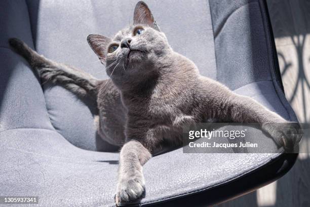 cute grey cat playing on a chair - chartreux cat stockfoto's en -beelden