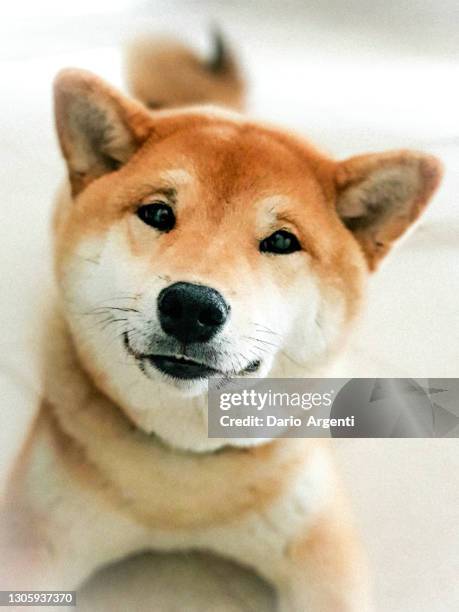 masa shiba inu - cute shiba inu puppies stock pictures, royalty-free photos & images