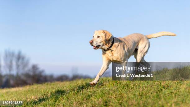 yellow labrador retriever running in meadow against blue sky - yellow labrador retriever photos et images de collection