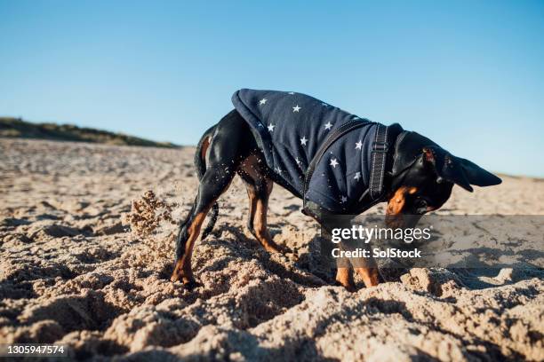 digging at the beach! - doberman puppy stock pictures, royalty-free photos & images