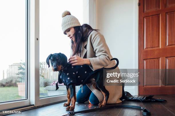 going walkies! - doberman puppy stock pictures, royalty-free photos & images