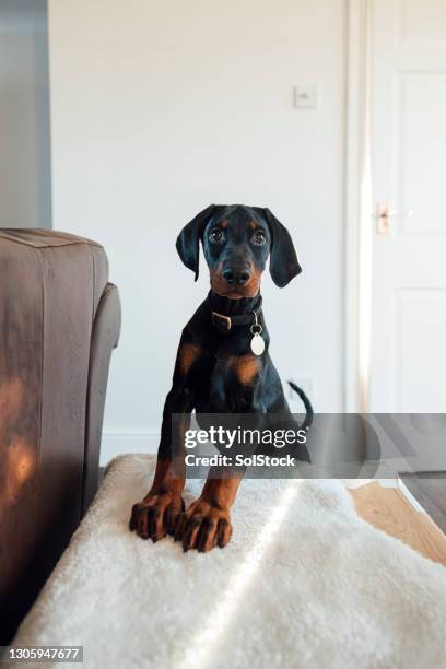 put your paws up - doberman pinscher imagens e fotografias de stock