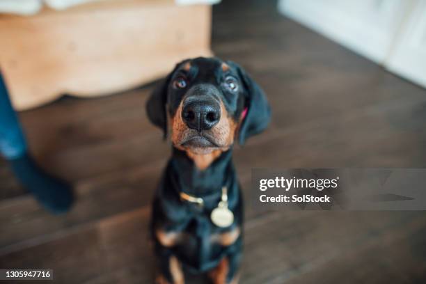 cute doberman puppy - doberman puppy stock pictures, royalty-free photos & images