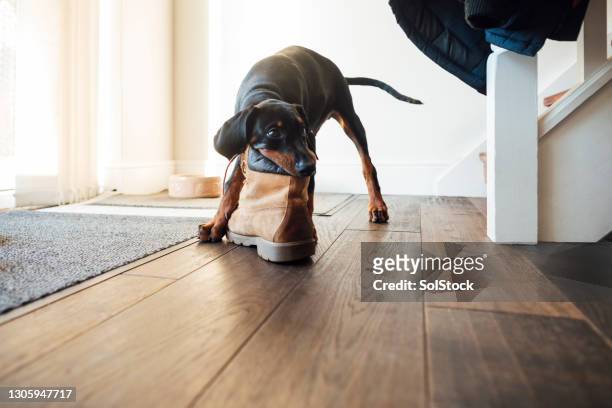 it's mine now! - doberman puppy stock pictures, royalty-free photos & images