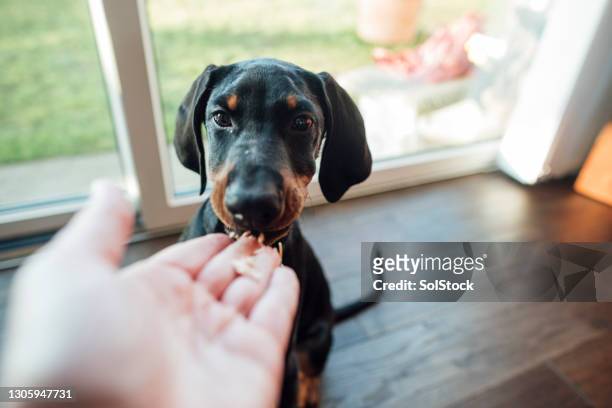 here's a treat - dog and human hand stock pictures, royalty-free photos & images