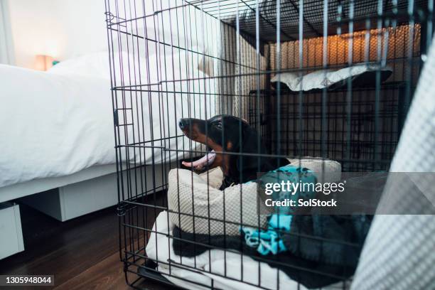 time for a nap - puppy crate stock pictures, royalty-free photos & images