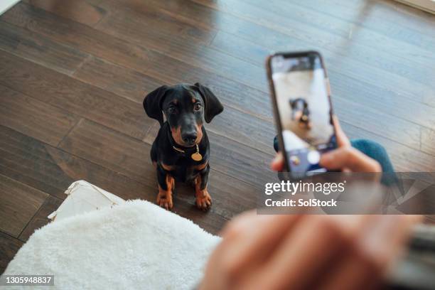 puppy memories - doberman puppy stock pictures, royalty-free photos & images