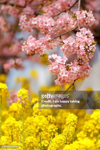 kawazu cherry blossoms and rape blossoms - brassica - fotografias e filmes do acervo