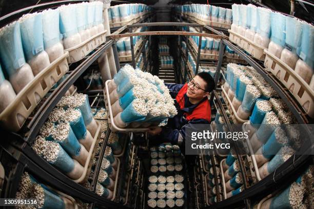 Worker packs enoki mushrooms at a vegetable company on March 8, 2021 in Shenyang, Liaoning Province of China.