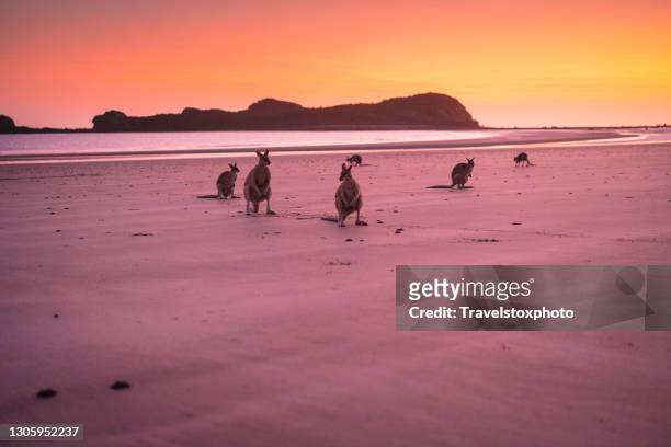 kangaroos sitting on a beach in australia at sunrise - queensland stock pictures, royalty-free photos & images