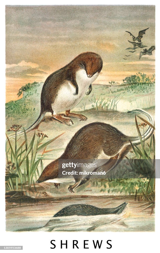 Old chromolithograph illustration of The Eurasian water shrew (Neomys fodiens)