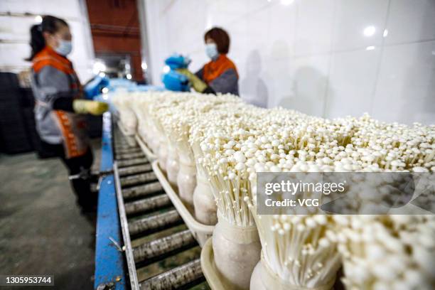 Workers pack enoki mushrooms at a vegetable company on March 8, 2021 in Shenyang, Liaoning Province of China.