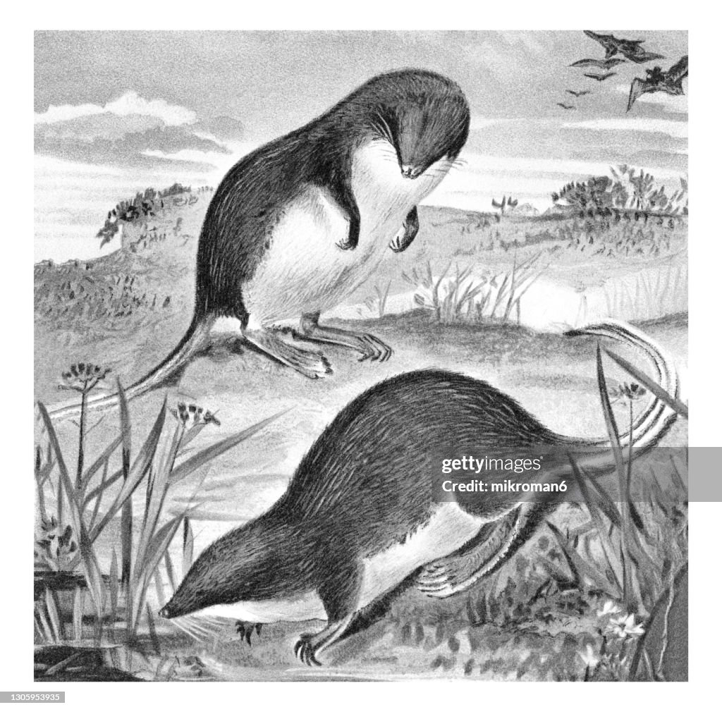 Old chromolithograph illustration of The Eurasian water shrew (Neomys fodiens)