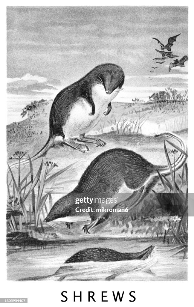 Old chromolithograph illustration of The Eurasian water shrew (Neomys fodiens)