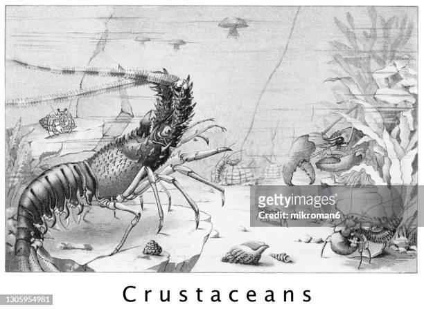 old chromolithograph illustration of crustaceans - sea life illustration stock pictures, royalty-free photos & images