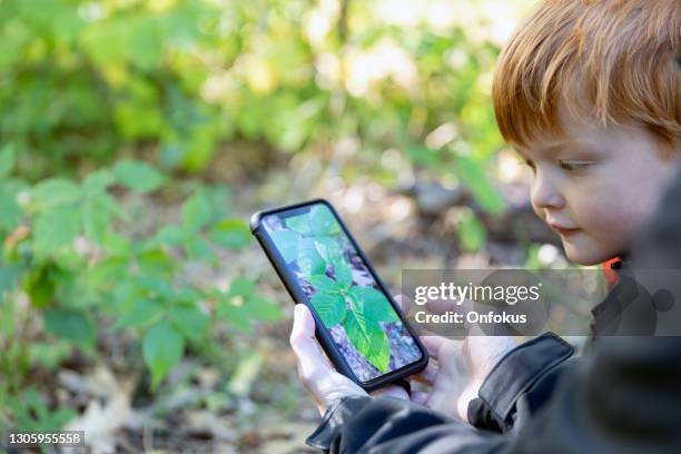 moeder en zoon wandelen in het bos en leren over planten en giftige klimop met mobiele app - mobile apps stockfoto's en -beelden