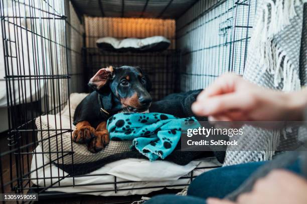 time to get up! - puppy crate stock pictures, royalty-free photos & images