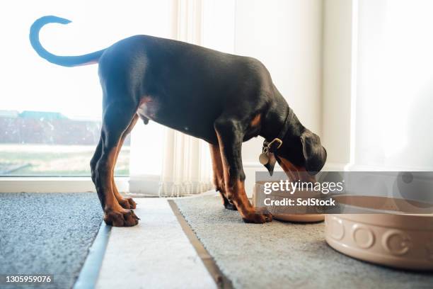 temps d’alimentation de chiot - dog bowl photos et images de collection