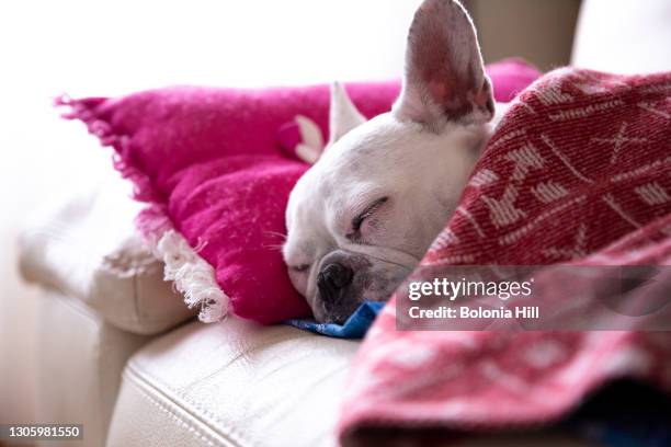 bulldog francés durmiendo la siesta en un sofá - durmiendo stock pictures, royalty-free photos & images