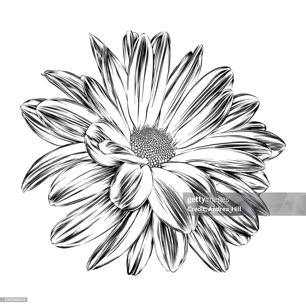Chrysanthemum Ink Drawing. Vector EPS10 Illustration