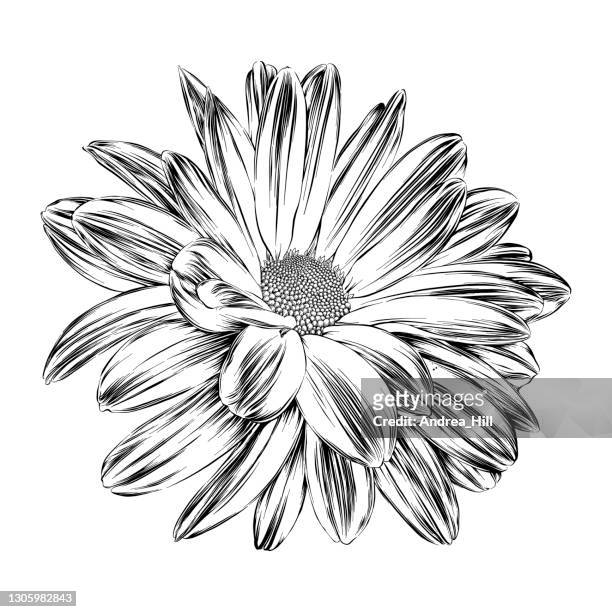chrysanthemum ink drawing. vector eps10 illustration - gerbera daisy stock illustrations