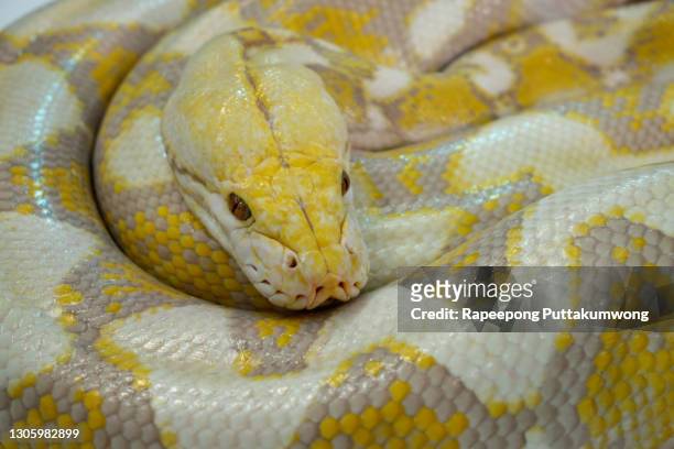 close-up golden boa beautiful big snake - peau de serpent photos et images de collection