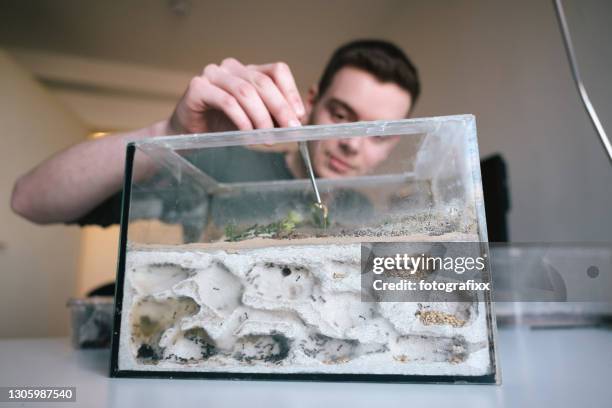 young man feed messor barbarus ants in their formicarium that are being fed with mealworm larvae - terrarium stock pictures, royalty-free photos & images