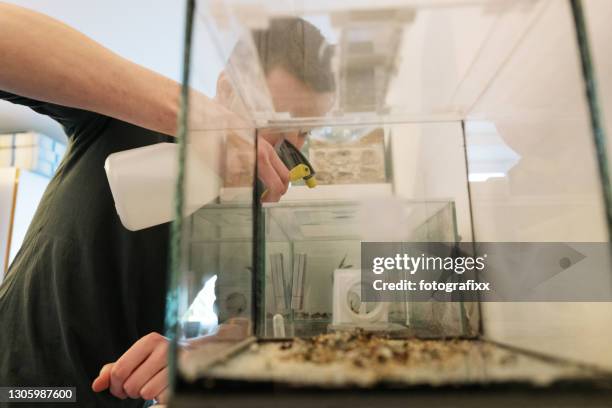 man sprays water into formicarium with leaf cutter ants (atta laevigata) - terrarium stock pictures, royalty-free photos & images