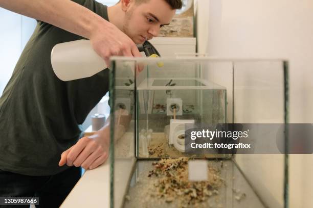 man sprays water into formicarium with leaf cutter ants (atta laevigata) - terrarium imagens e fotografias de stock