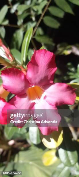 adenium flower. - adenium obesum stock pictures, royalty-free photos & images