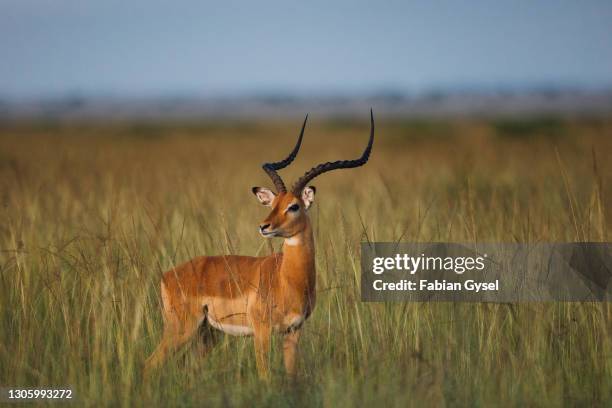 ritratto di impala maschile - impala foto e immagini stock