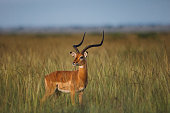 Male Impala Portrait