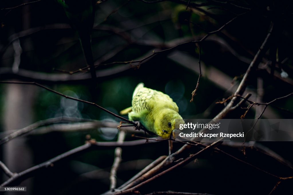 Budgerigar parrot
