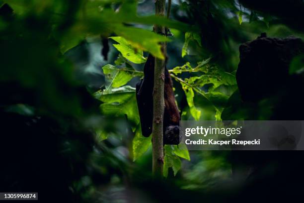 fruit bat hanging on a tree during the day and looking at the camera - zoonotic diseases 個照片及圖片檔