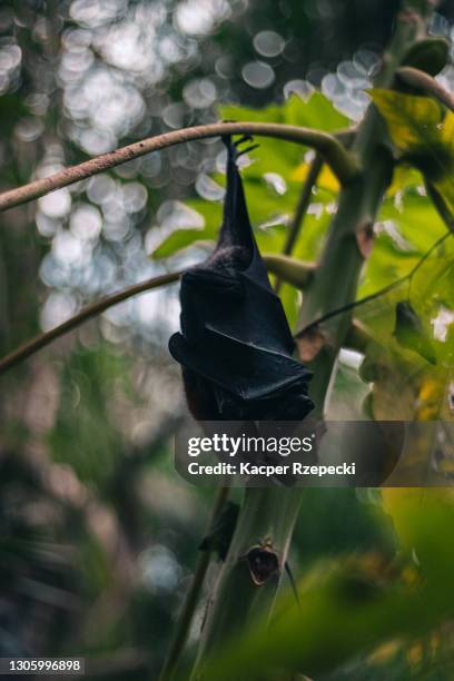 fruit bat hanging upside down during the day - zoonotic diseases stockfoto's en -beelden