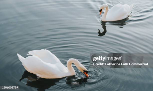 elevated view of two swans in a lake - dodging stock pictures, royalty-free photos & images