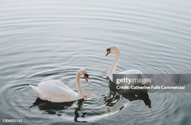 elevated view of two swans in a lake - cigno foto e immagini stock