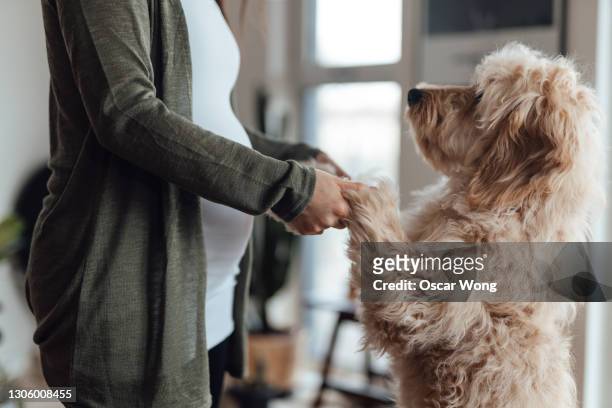 pregnant woman holding dog paws in living room - milestones stock pictures, royalty-free photos & images