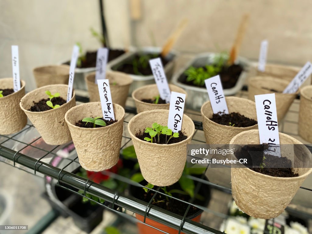 Seedlings planted in pots and labelled