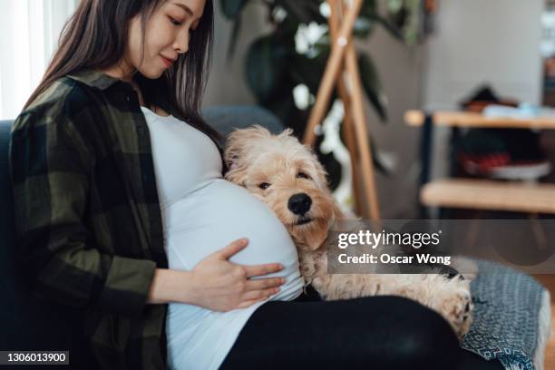 pregnant woman relaxing at home with dog - affectionate dog stock pictures, royalty-free photos & images