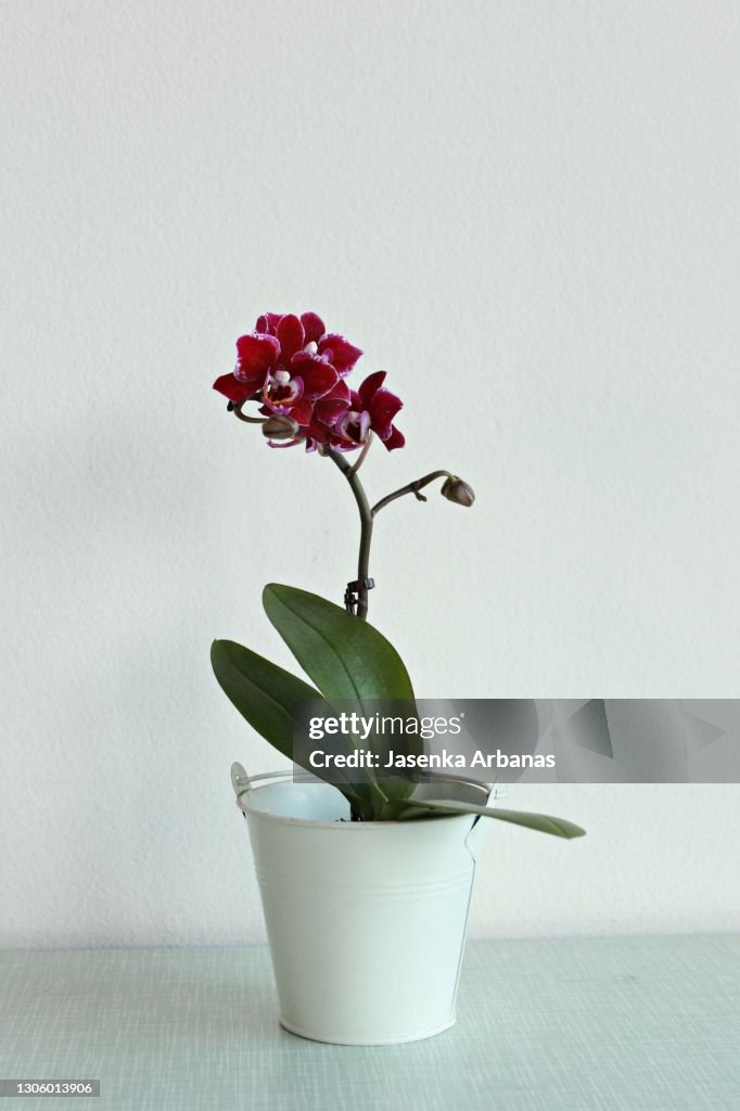 Purple Phalaenopsis Orchid