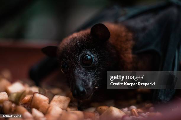close up of a fruit bat eating fruits from a plate during day-time - bat eyes stock pictures, royalty-free photos & images